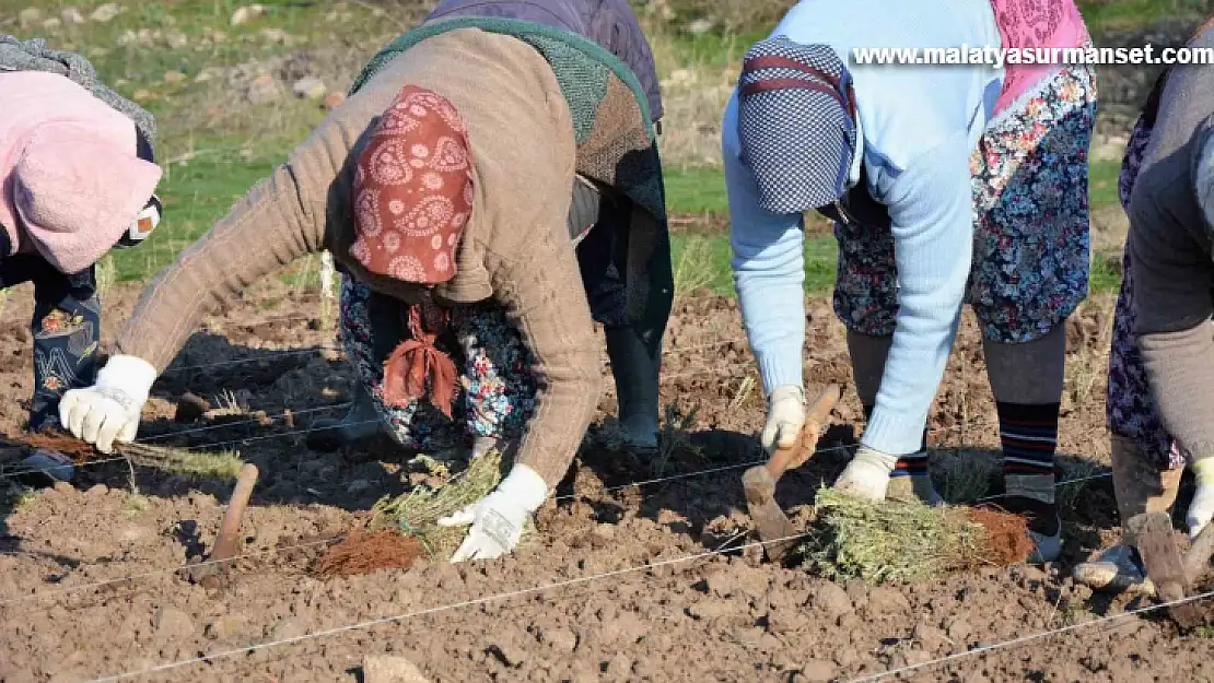 Sındırgı'da kök boya bitkileri toprakla buluşuyor