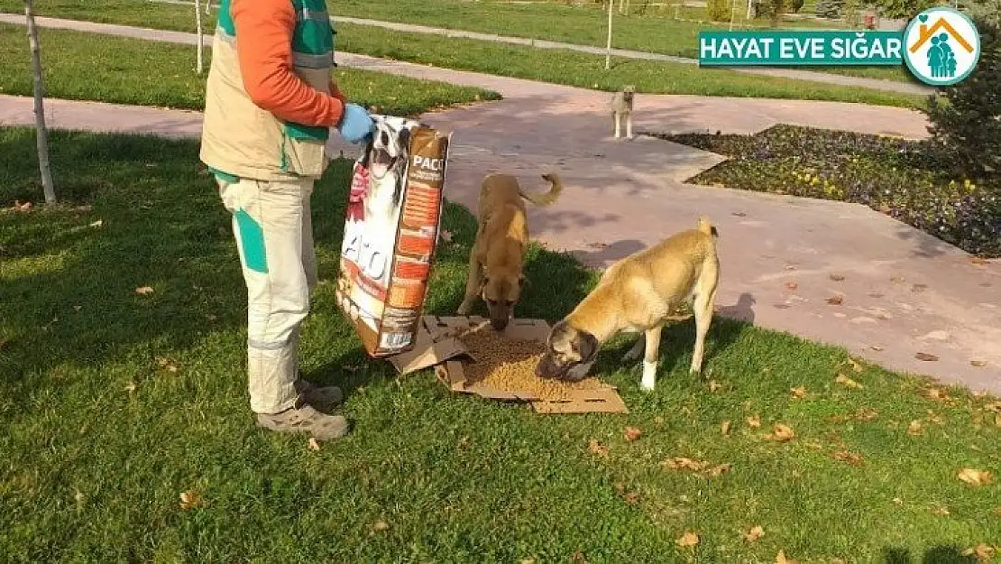 Soğuklarda ve pandemi sürecinde sokak hayvanları unutulmuyor