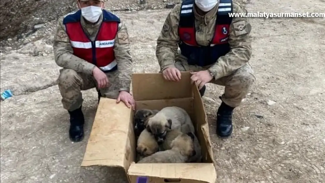 Soğukta kalan yavru köpekler barınağa götürüldü