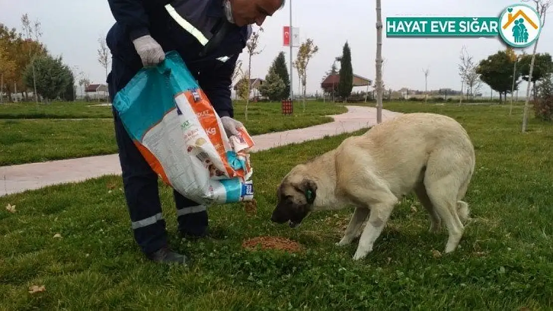 Sokağa çıkma kısıtlamasında sokak hayvanlarına yem bıraktı