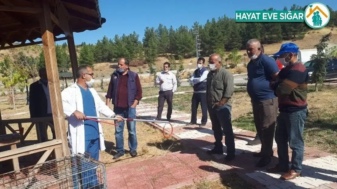 Sokak hayvanlarına müdahale eğitimi