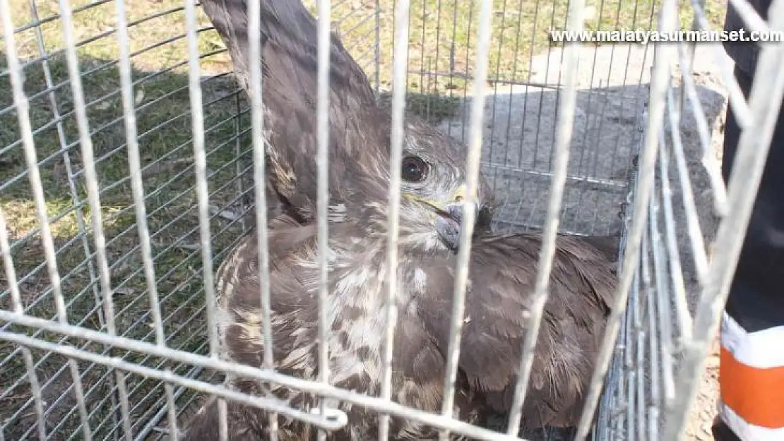 Sokak köpeğine saldıran kaya kartalı yakalandı