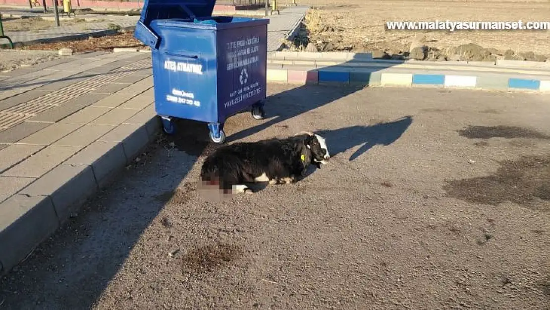 Sokak köpeklerinin keçiyi parçalama çalıştığı anlar kameraya yansıdı