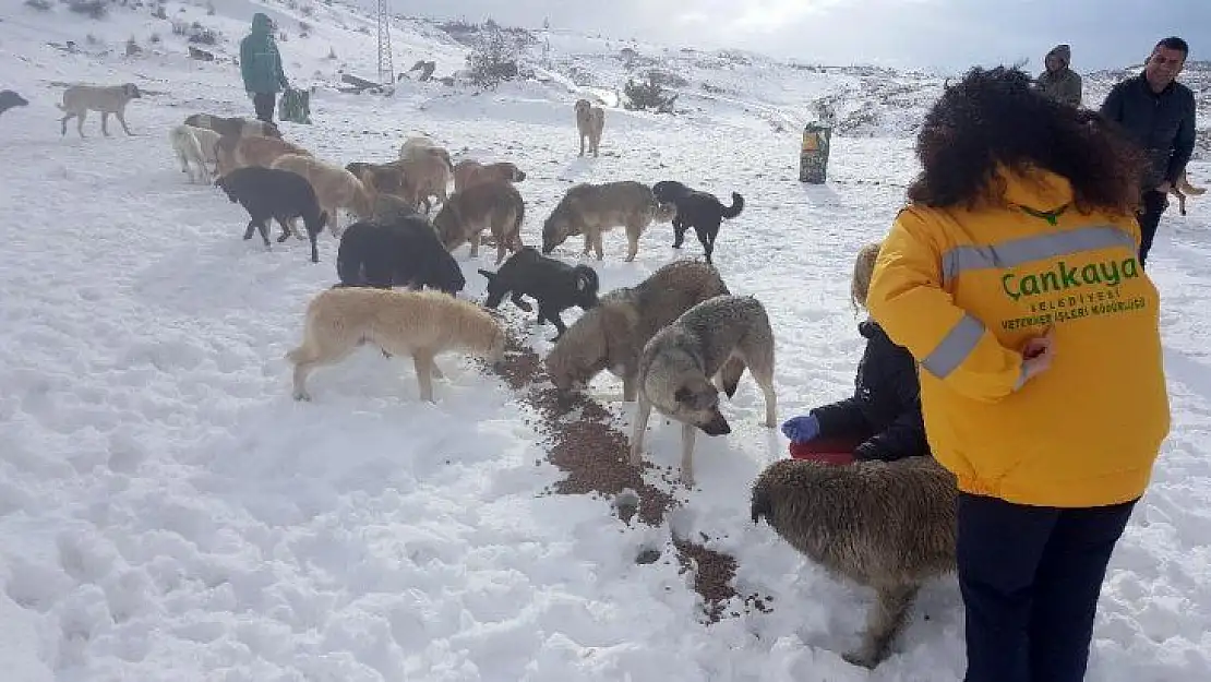 Sokaktaki canlılara mama desteği