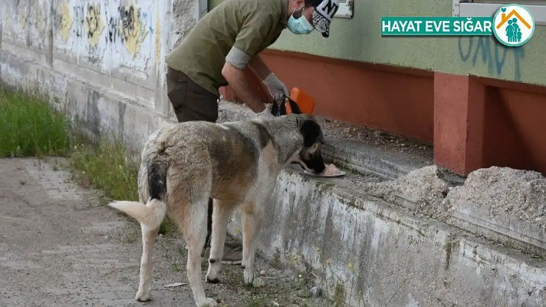 Sondakik editörleri sokak hayvanlarını unutmadı