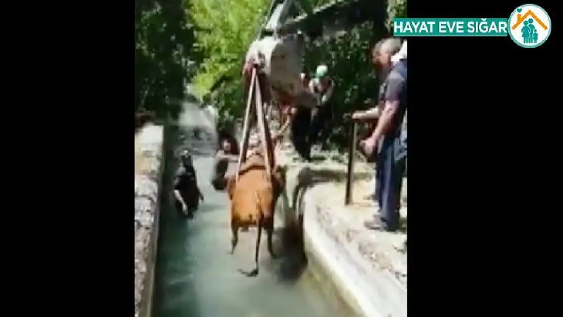 Sulama kanalına düşen ineği itfaiye kurtardı