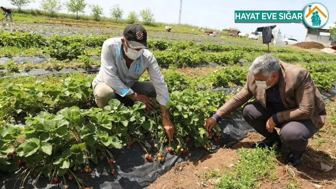 Sur'da çilek hasadına başlandı