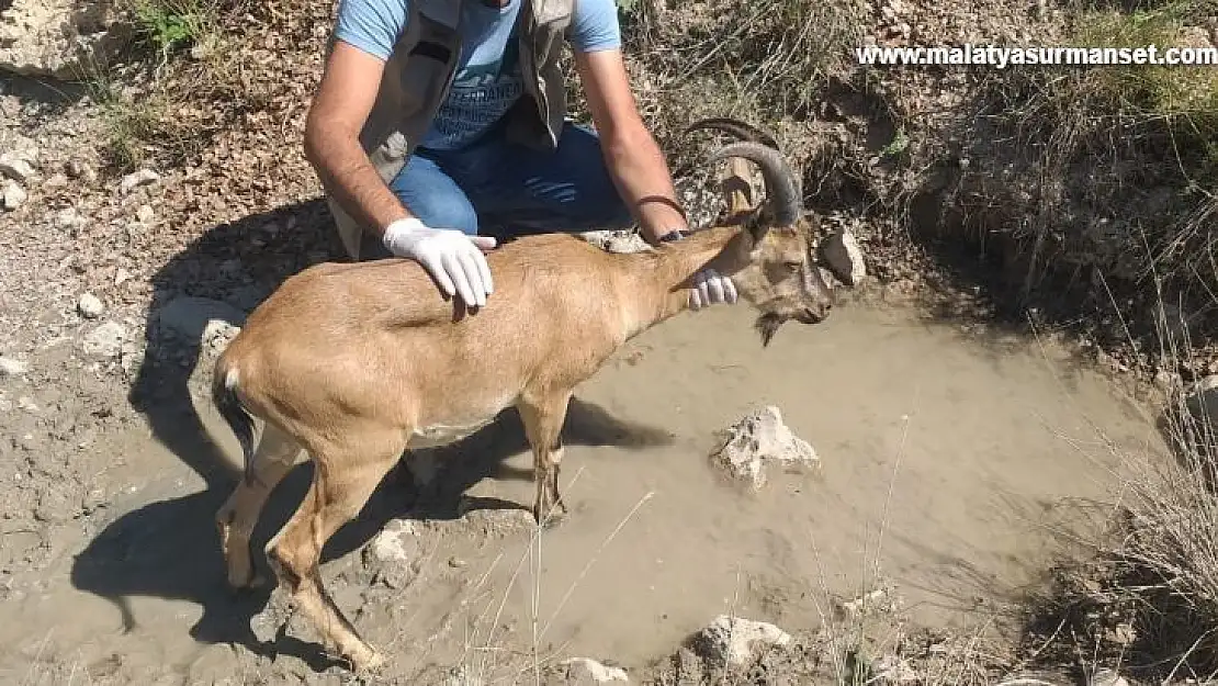 Sürüye karışan yaban keçisi doğaya bırakıldı