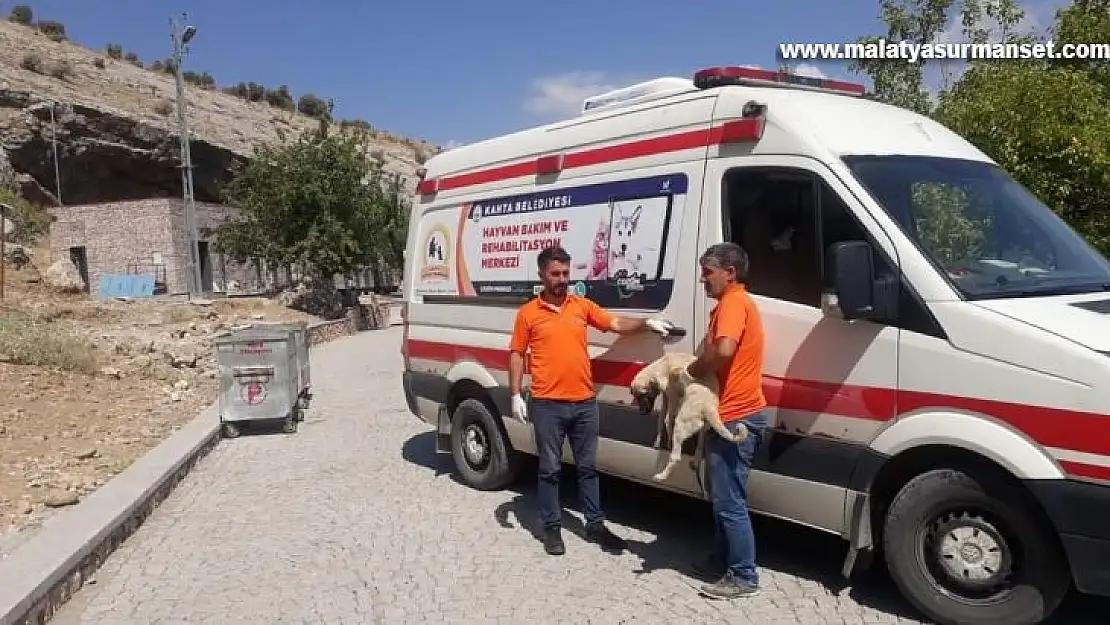 Tarihi alandaki başı boş köpekler toplandı