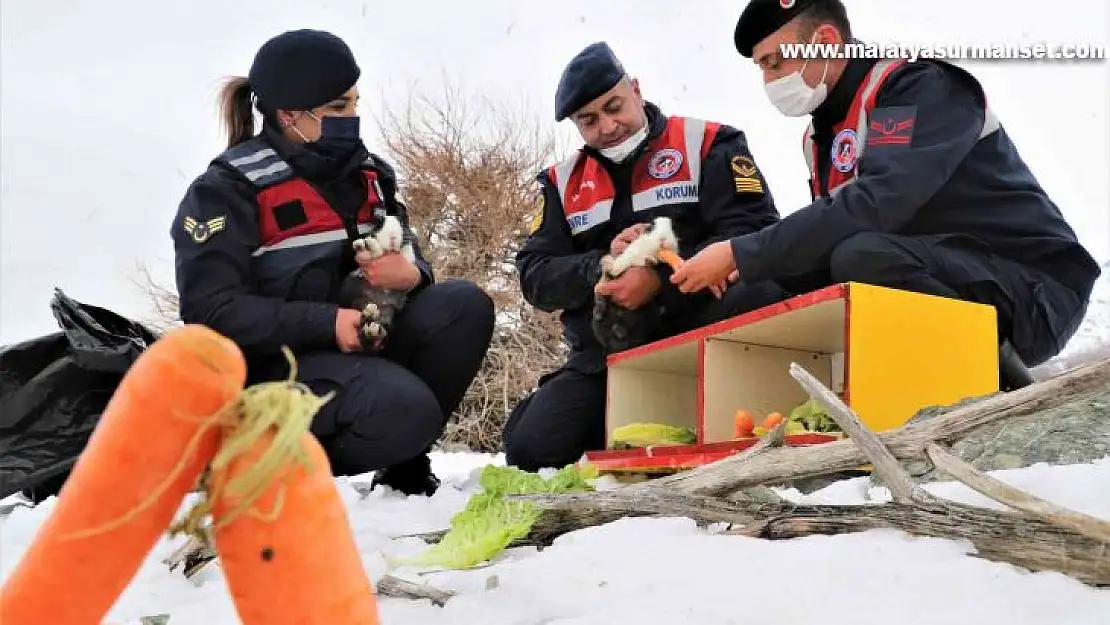 Tavşan Adası'nın uzun kulaklı sakinleri jandarma tarafından besleniyor