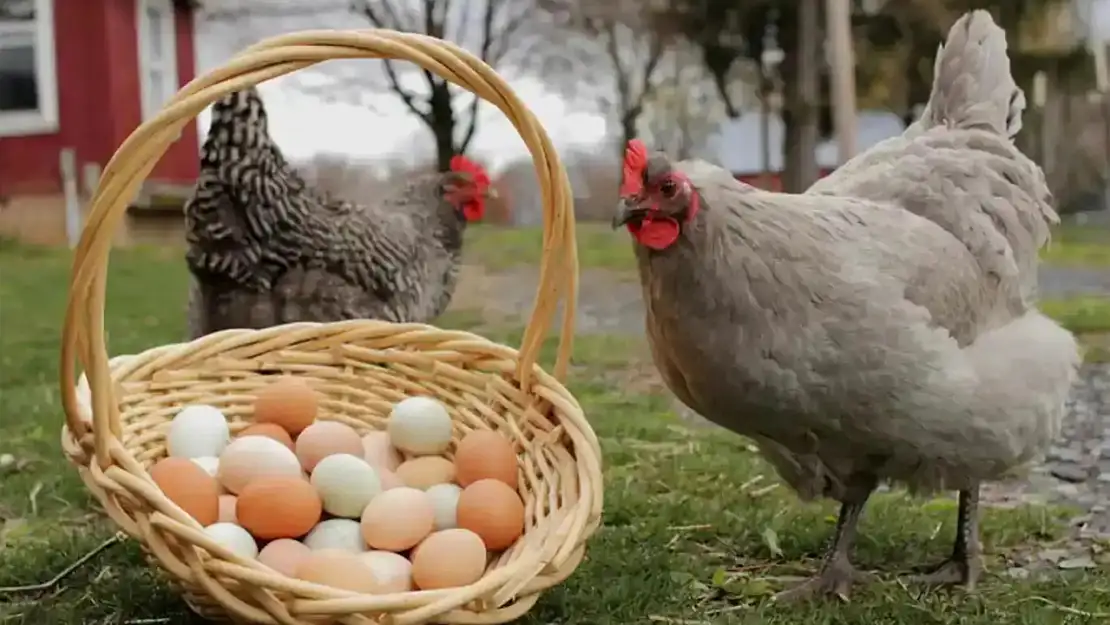 Tavuk Eti ve Yumurtada Üretim Rakamları Açıklandı