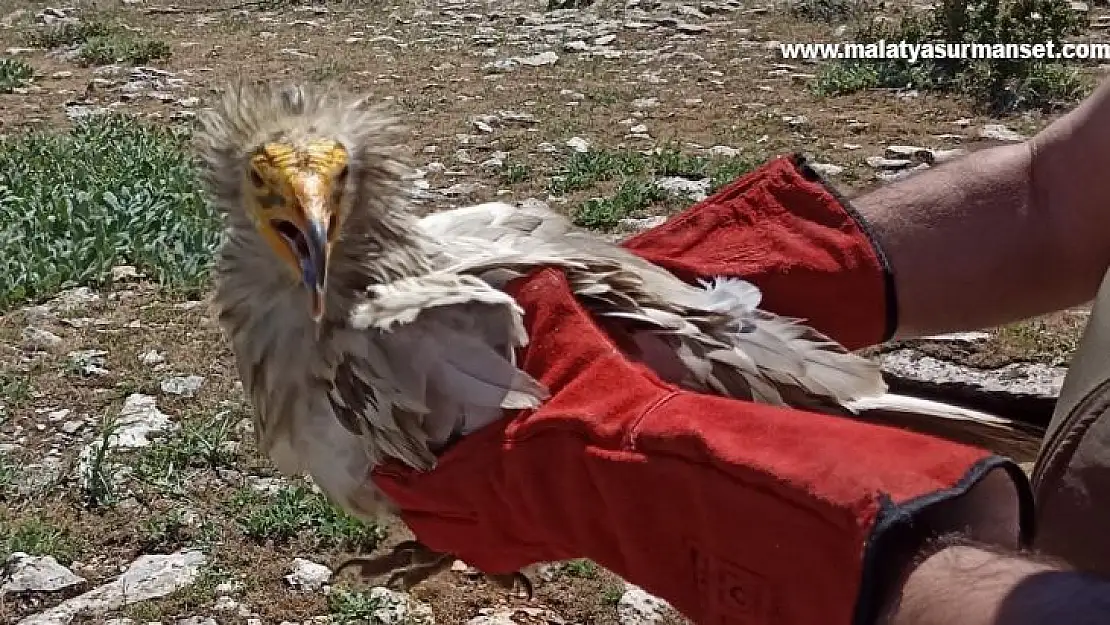 Tedavisi yapılan akbaba doğaya bırakıldı