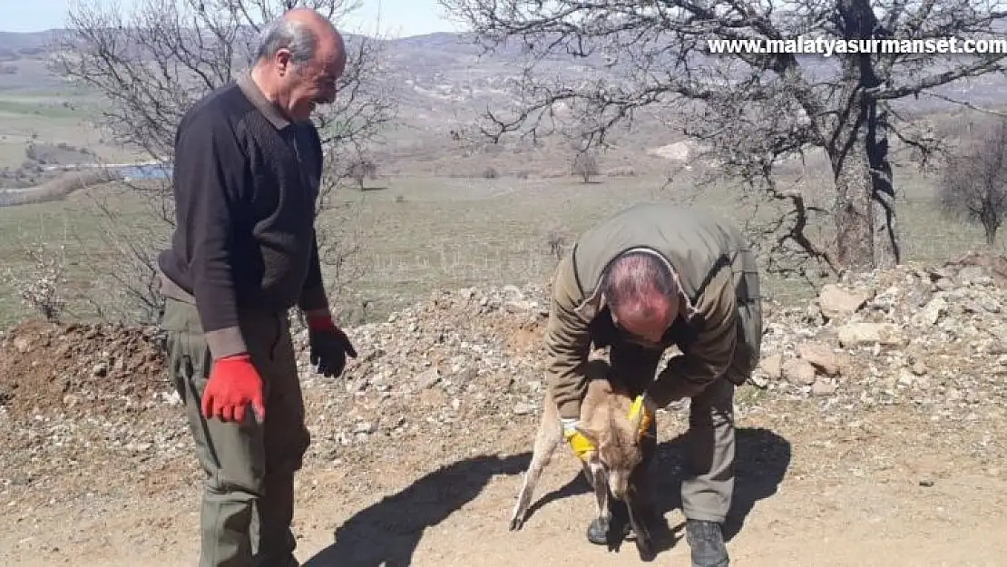 Tedavisi yapılan yavru yaban keçisi doğaya bırakıldı