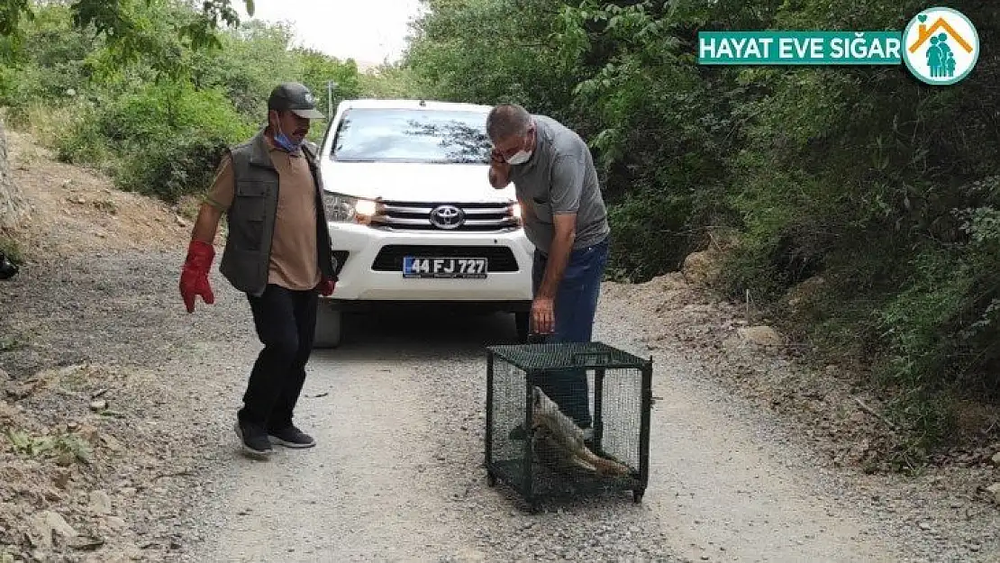 Telef olan tilkiyi gören doğa fotoğrafçısı duyarsız kalmadı