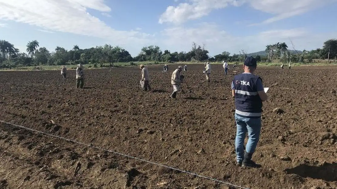 TİKA aracılığıyla yerli nohut Küba'da yetiştirilecek