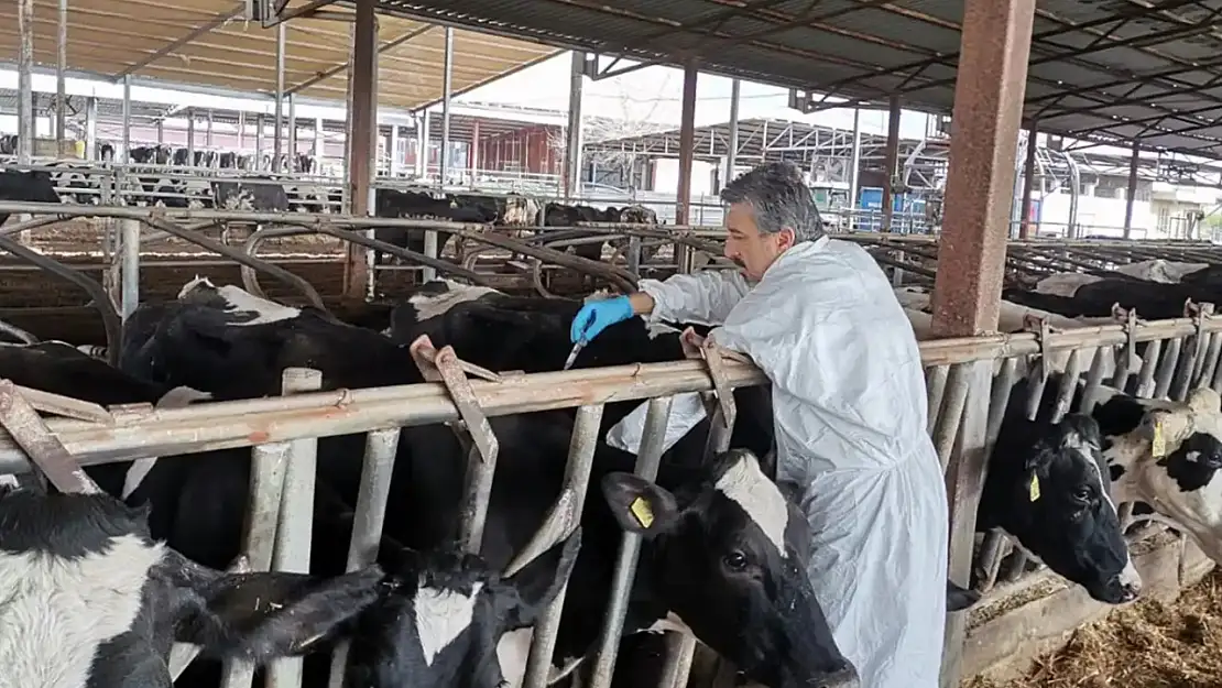 Tunceli'de şap hastalığı paniği