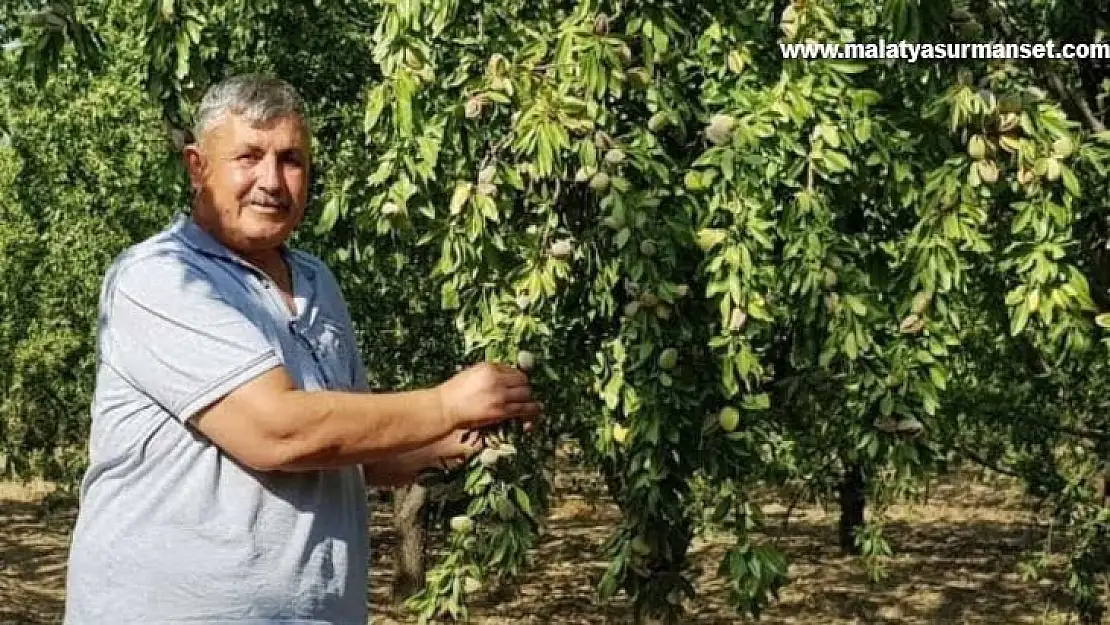 Turanlı, 'Toprak Mahsulleri Ofisi badem alımını üstlenmelidir'