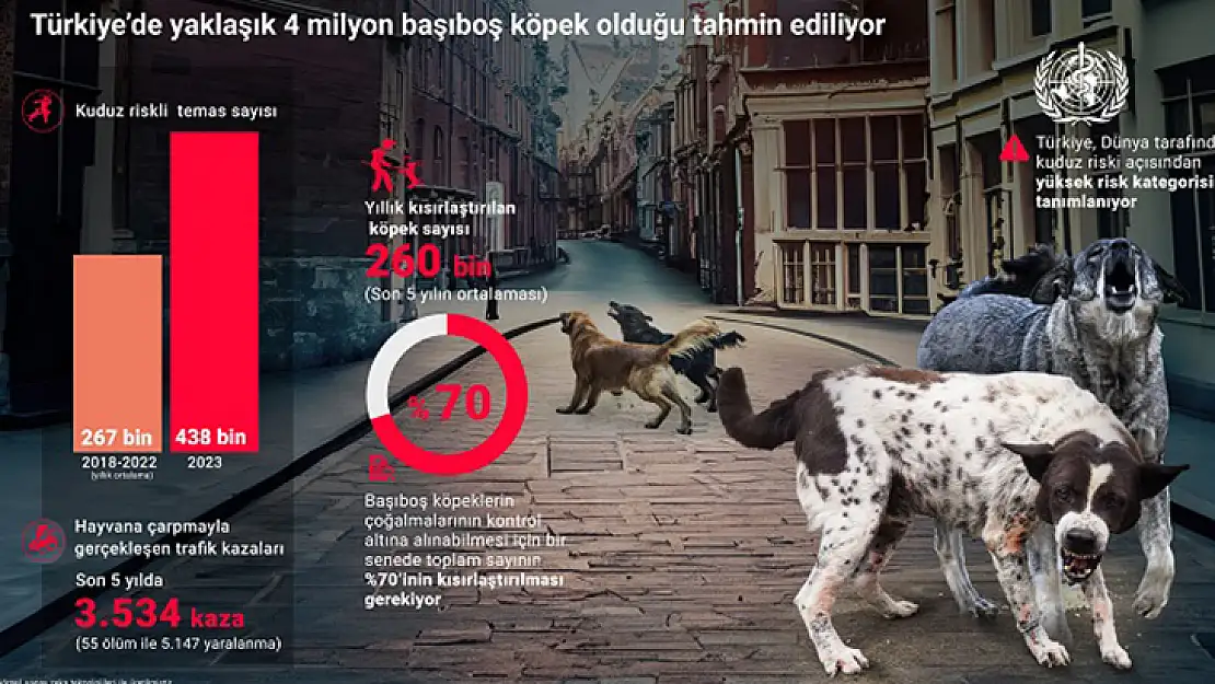 Türkiye'de Yaklaşık 4 Milyon Başıboş Köpek Olduğu Tahmin Ediliyor