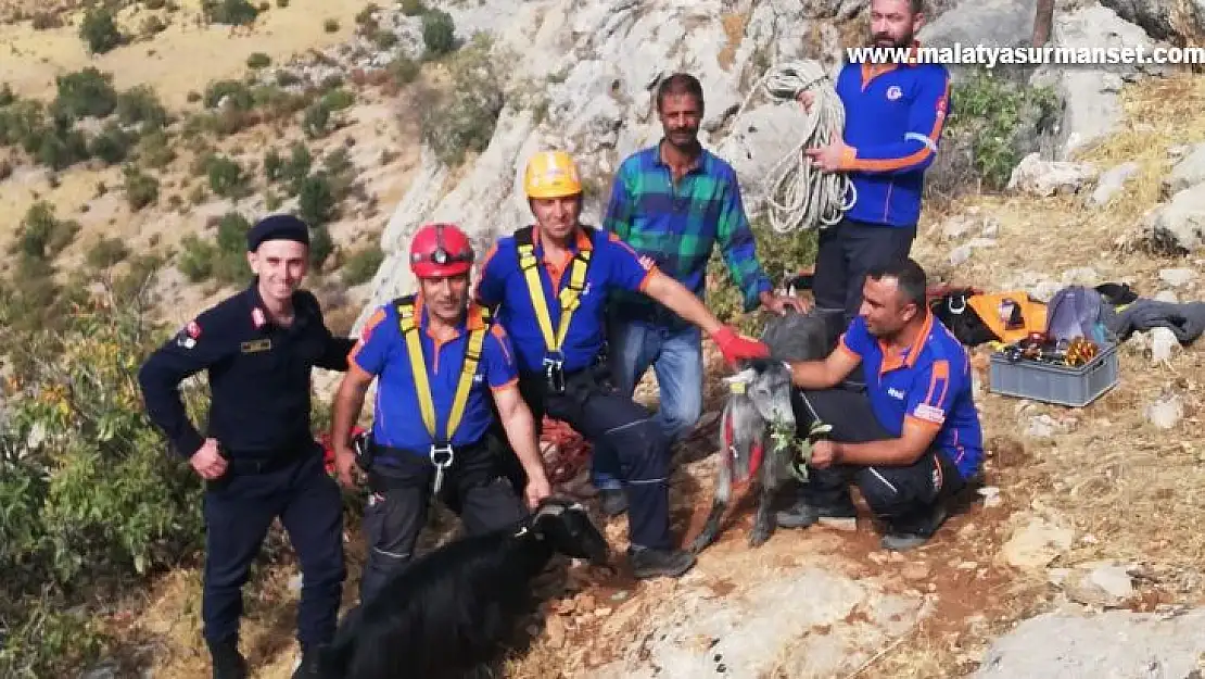 Uçurumda 3 gün mahsur keçileri AFAD kurtardı