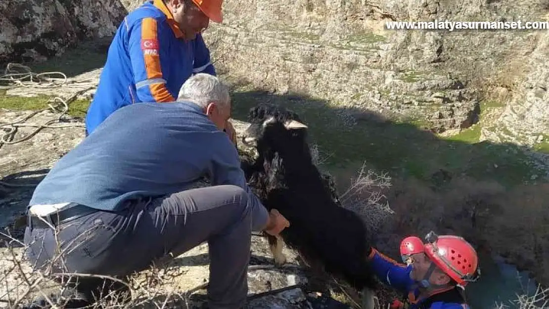 Uçurumda mahsur kalan keçileri AFAD kurtardı