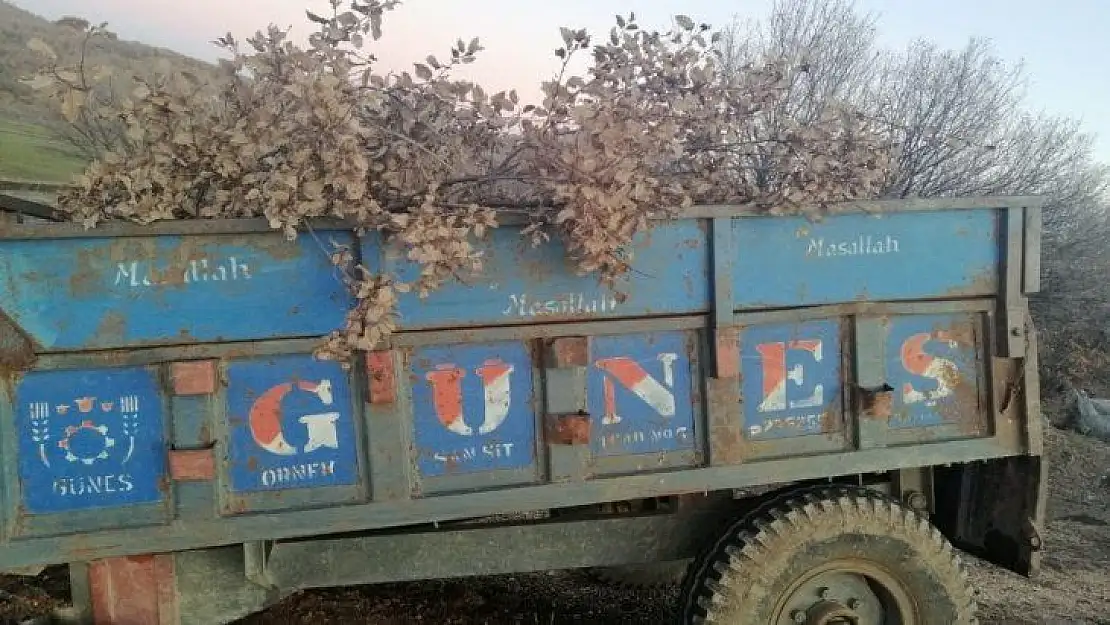 Uyuşturucuyu kestikleri ağaç dallarının arasına saklamışlar