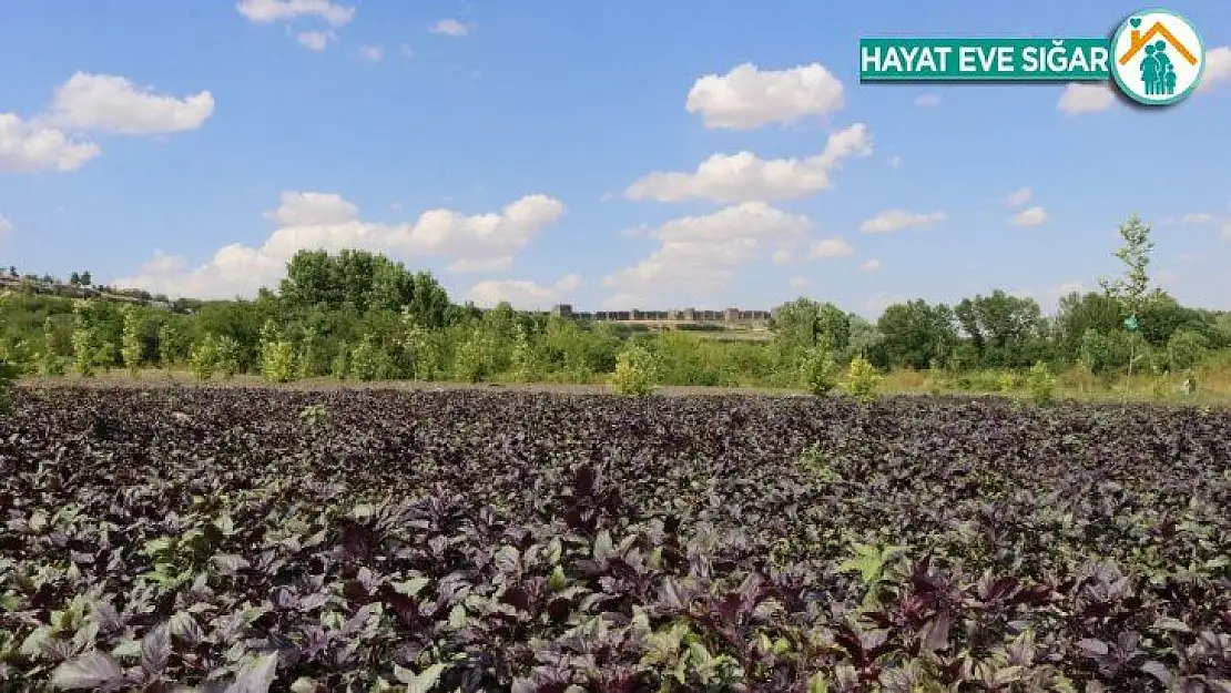 Uzmanından çekirge istilası uyarısı