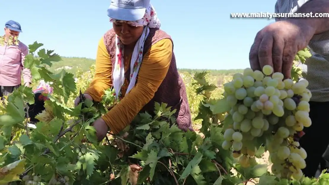 Üzüm tarlada 3,5, markette 10 TL