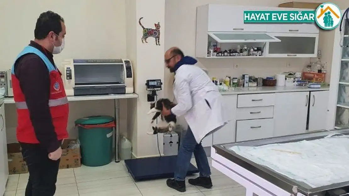 Vefa Sosyal Destek Grubu ekipleri, kedisi rahatsızlanan vatandaşın yardımına koştu