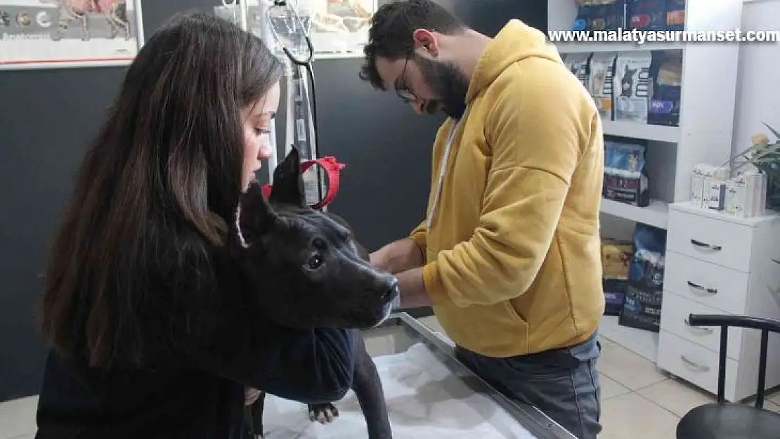 Veteriner kliniklerinde son gün çip yoğunluğu