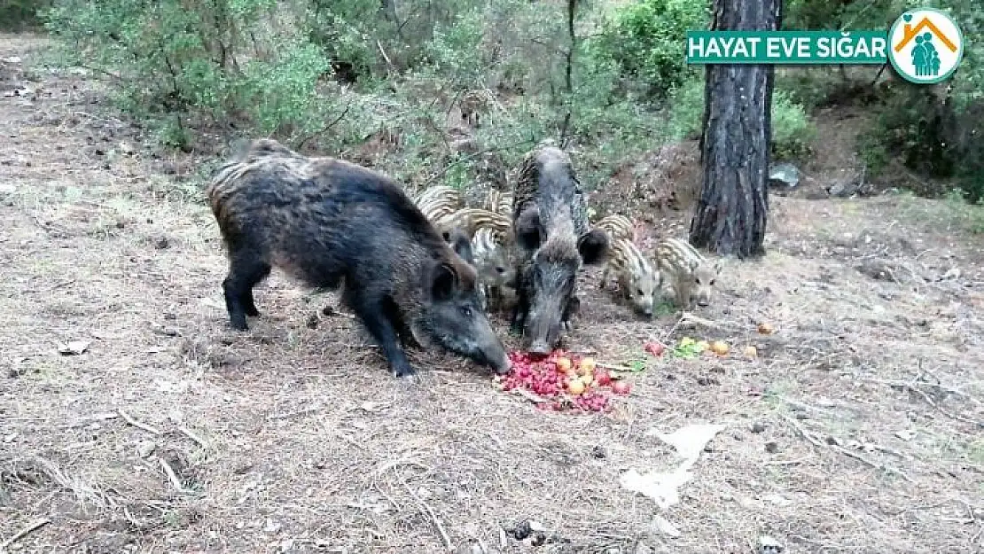 Yaban domuzlarına beslemeli önlem