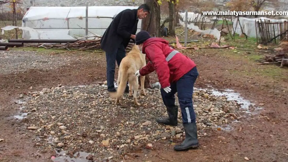 Yaban hayvanlarının ısırdığı köpek kuduz çıktı