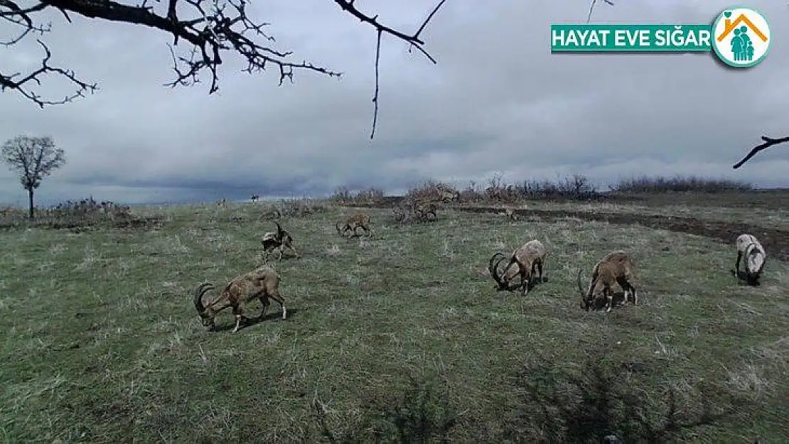 Yaban keçileri, foto kapanla görüntülendi