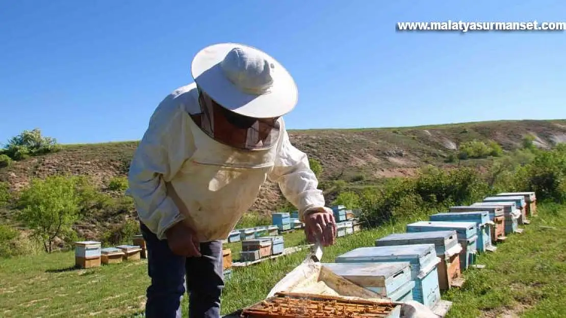 Yağışlar arıcıları da sevindirdi, rekoltede yükseliş bekleniyor