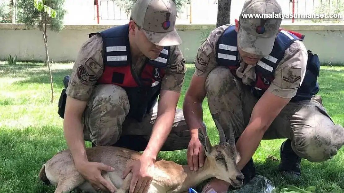 Yaralı dağ keçilerine jandarma şefkati