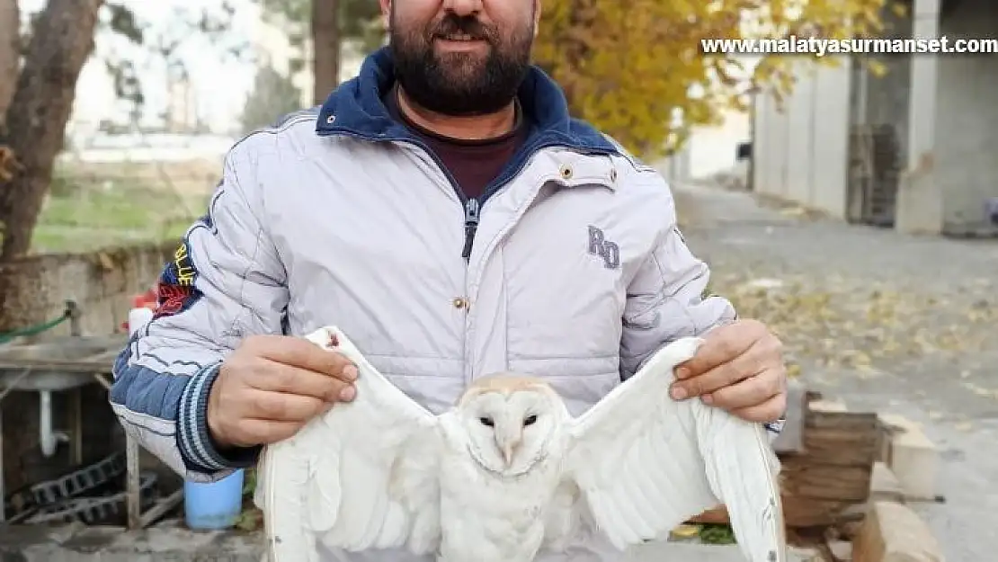 Yaralı peçeli baykuş tedavi altına alındı