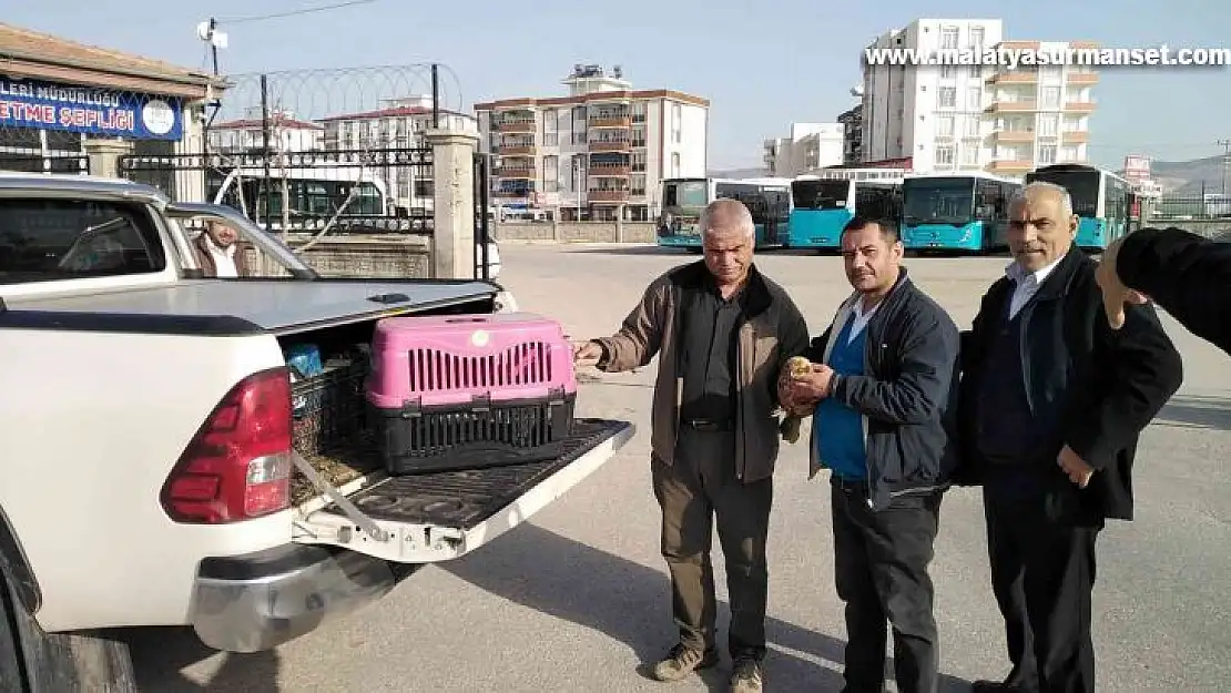 Yaralı şahin tedavi altına alındı