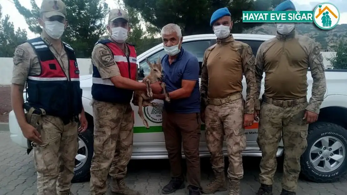 Yaralı yavru dağ keçisi tedaviye alındı