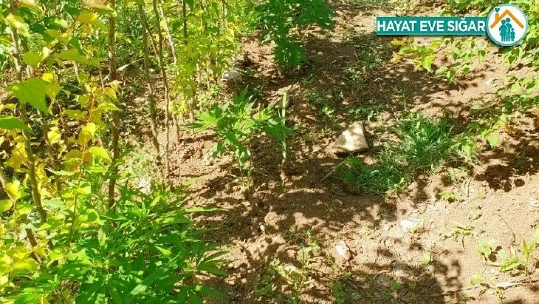 Yasa dışı kenevir ekimine sıkı takip