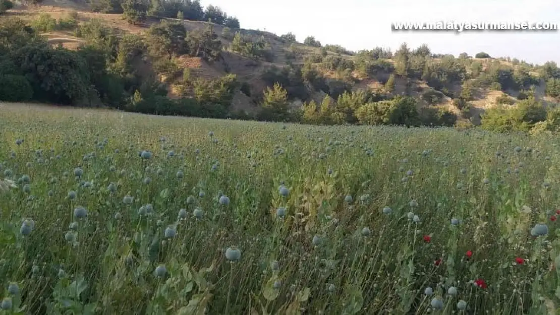 Yasadışı ekilen 160 bin kök haşhaş ele geçirildi