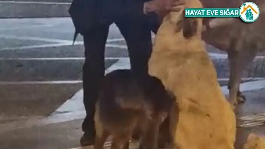 Yaşlı adamın sokak köpeklerine şefkati yürekleri ısıttı