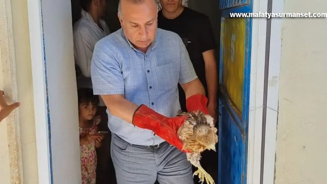 Yavru şahin ve yaralı leylek tedavi altına alındı