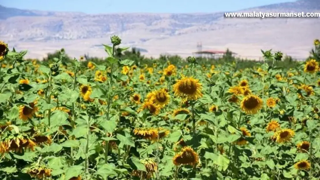 Yazıhan'da Ayçiçek Yağı kadın eliyle üretilecek