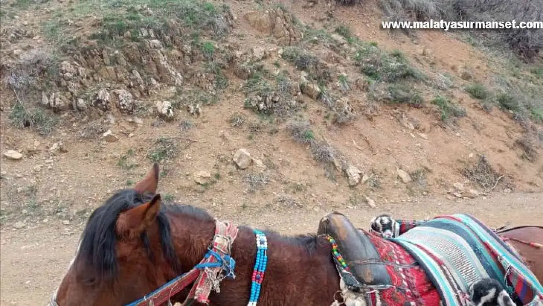 Yeni doğan iki oğlağın heybedeki sevimli yolculuğu görenlerin içini ısıttı