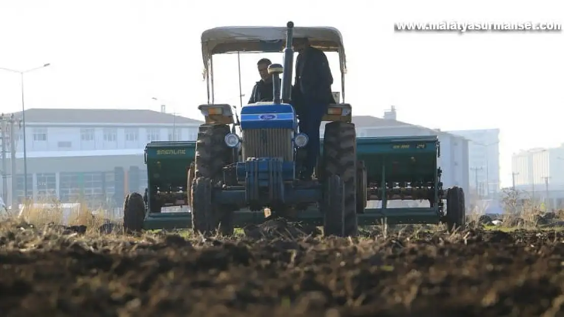 Yenişehir Belediyesi atıl araziyi değerlendirerek mercimek ekti