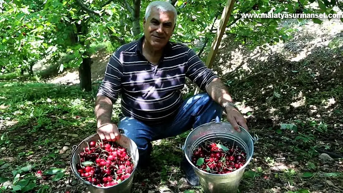 Yeşilyurt ilçesinde kiraz hasadı başladı