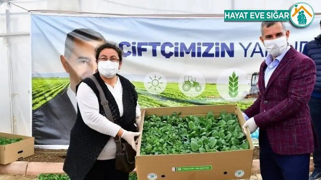 Yeşilyurt'ta 100 bin sebze fidesi dağıtımına başlandı