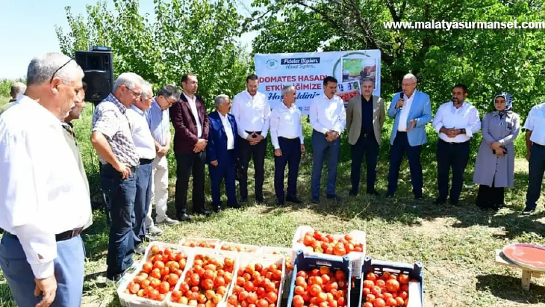 Yeşilyurt'ta domates hasat etkinliği