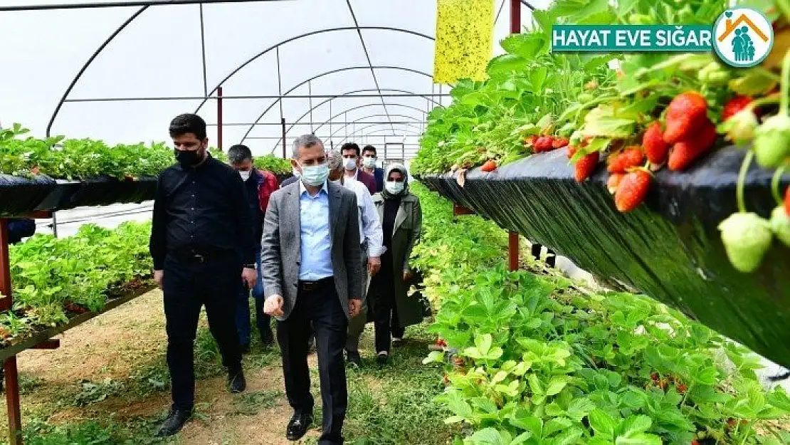 Yeşilyurt'te sereda çilek yetiştiriciliği