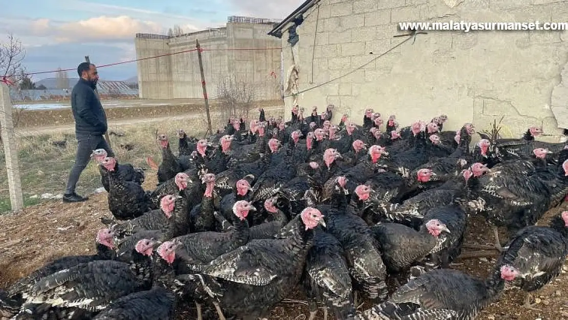 Yılbaşı öncesi yurt dışına 15 bin adet hindi gönderdi