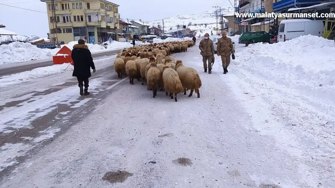 Yoğun kar yayladaki sürüleri yerinden etti